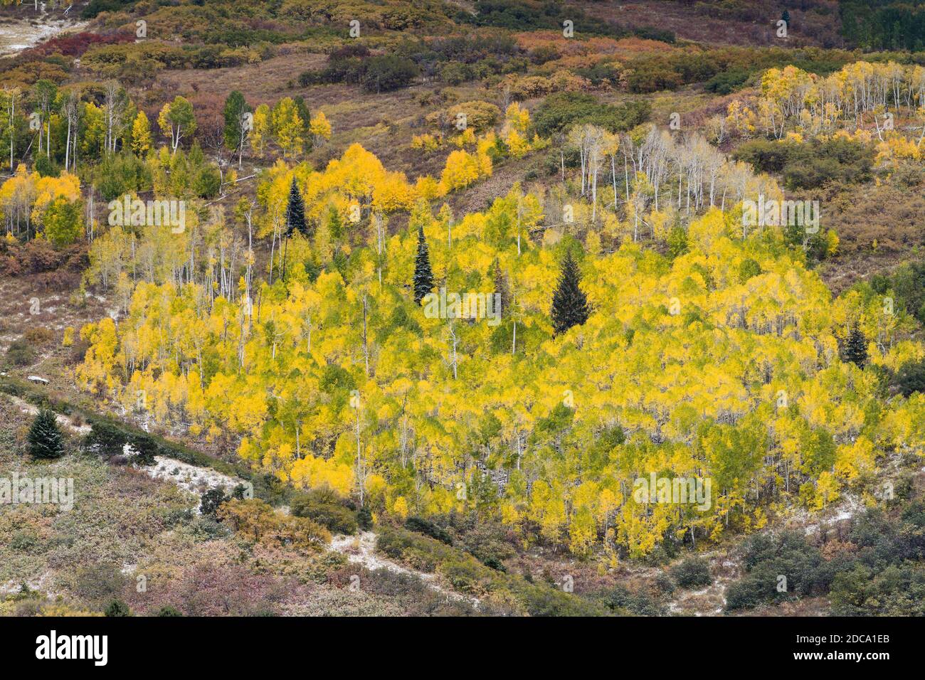Quaking aspen leaves in fall color in the MantiLa Sal National Forest