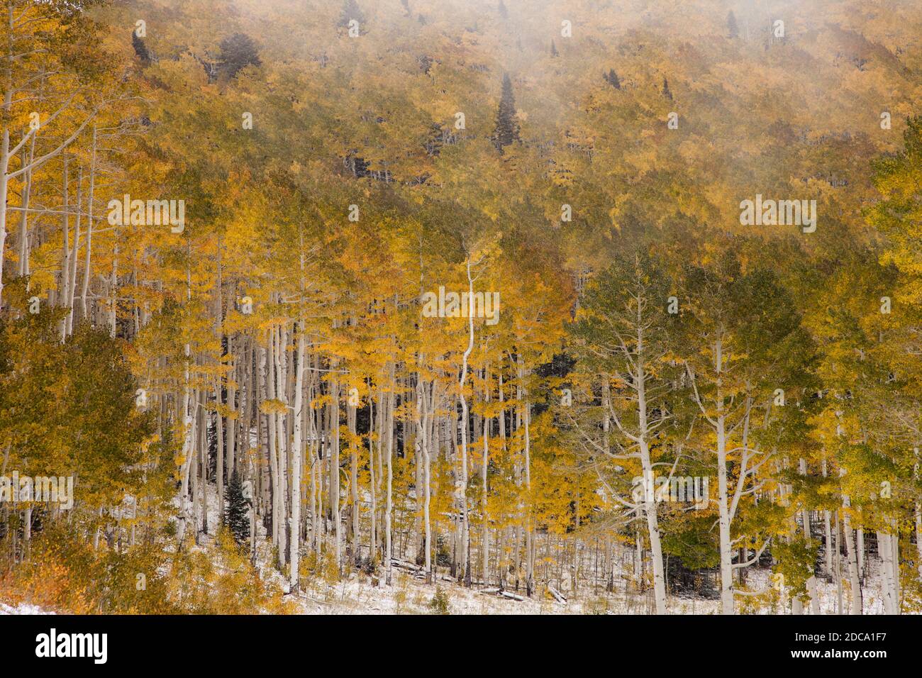 Quaking aspen leaves in fall color with an early snow in the MantiLa