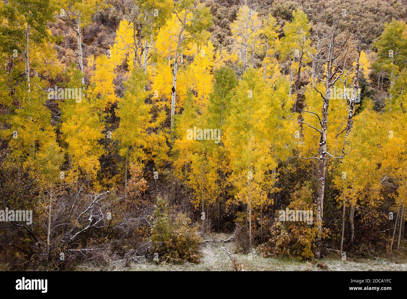Quaking aspen leaves in fall color in the MantiLa Sal National Forest