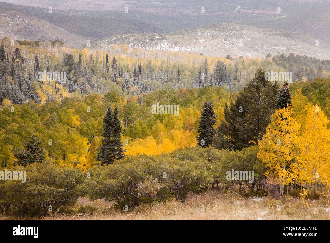Quaking aspen leaves in fall color with an early snow in the MantiLa
