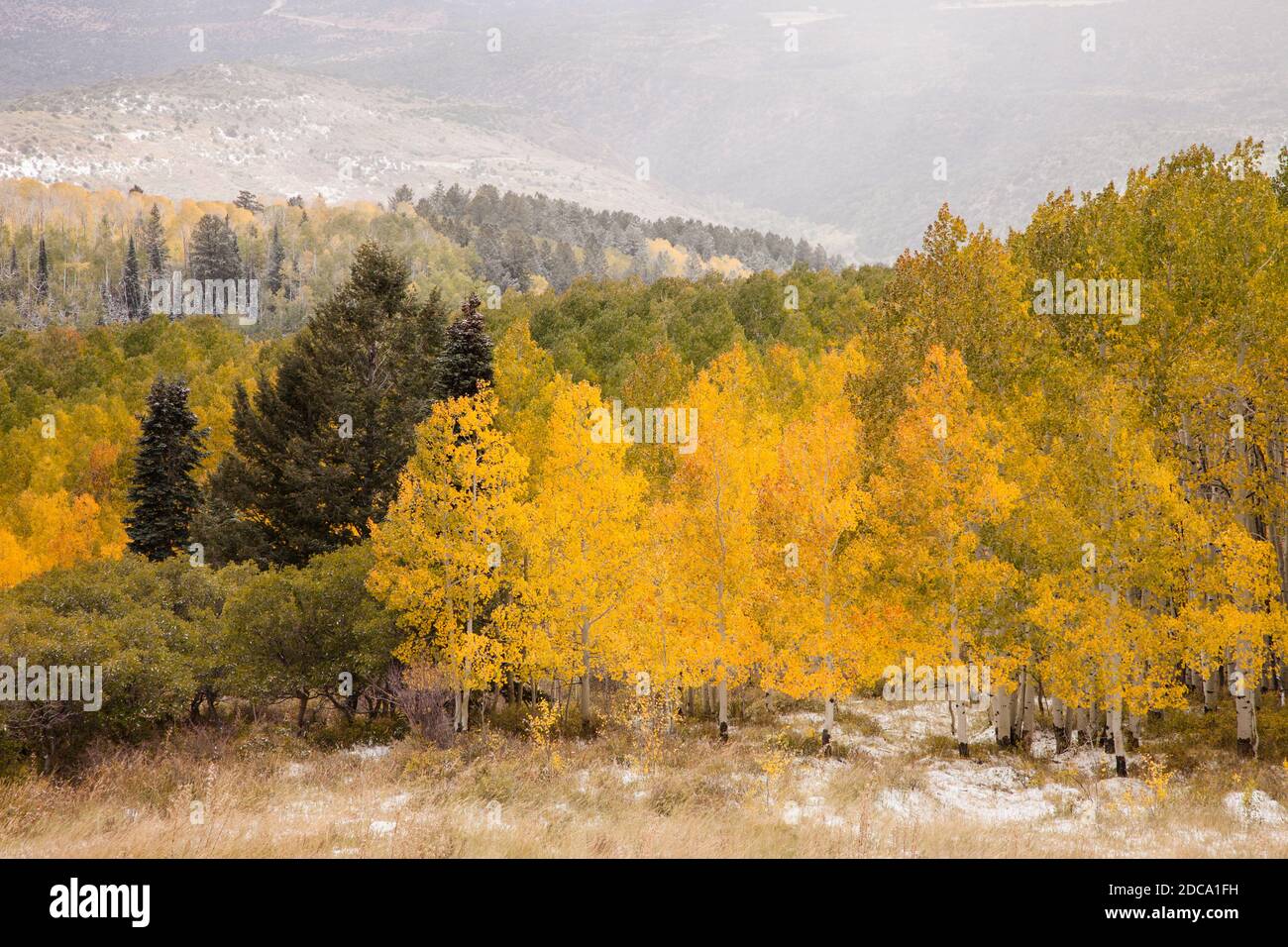 Quaking aspen leaves in fall color with an early snow in the MantiLa