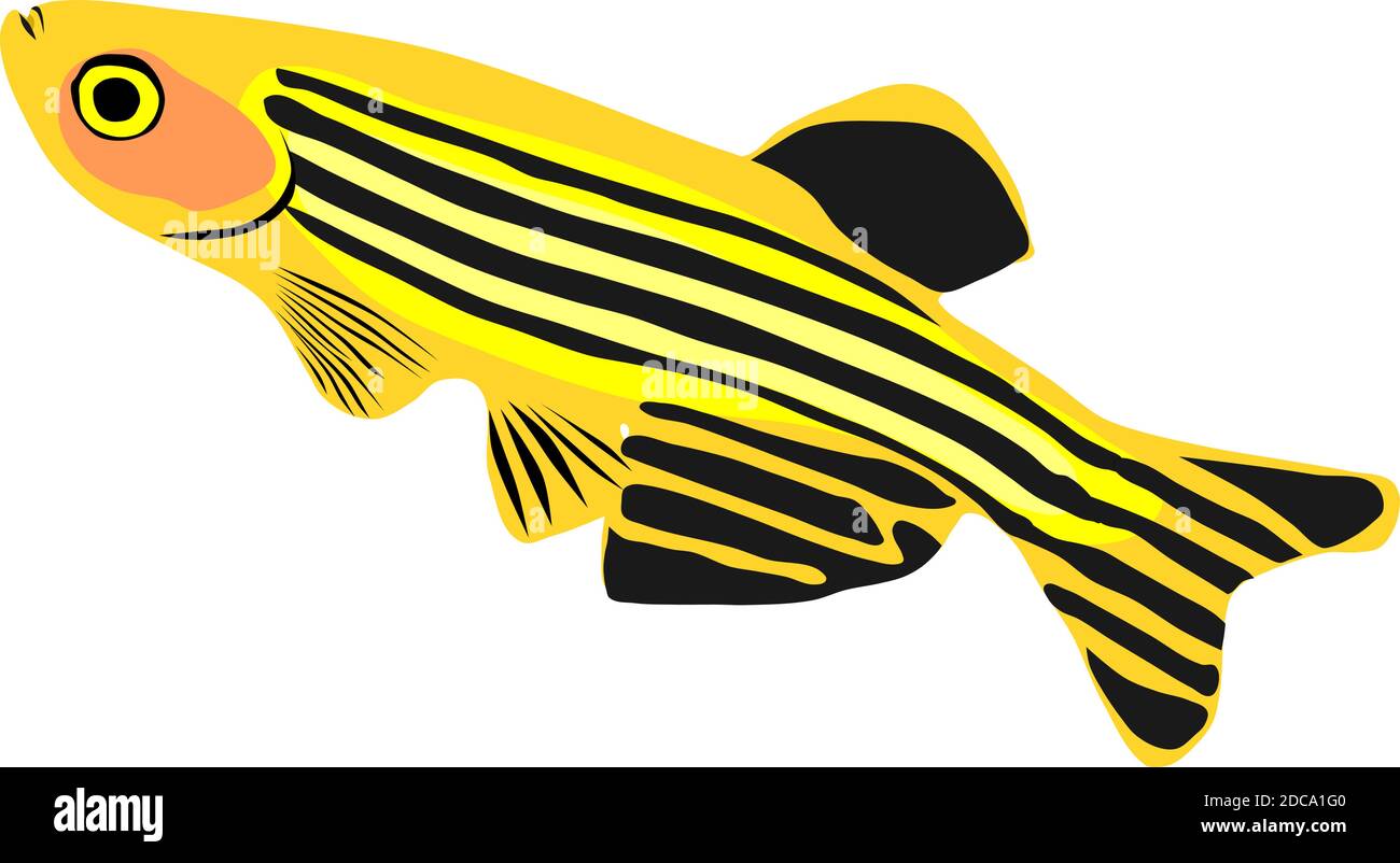 Vector of zebra danio fish Stock Vector