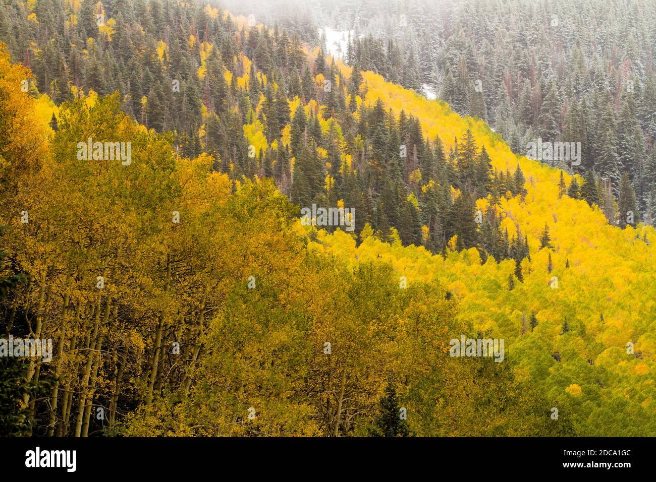 Quaking aspen leaves in fall color with an early snow in the MantiLa