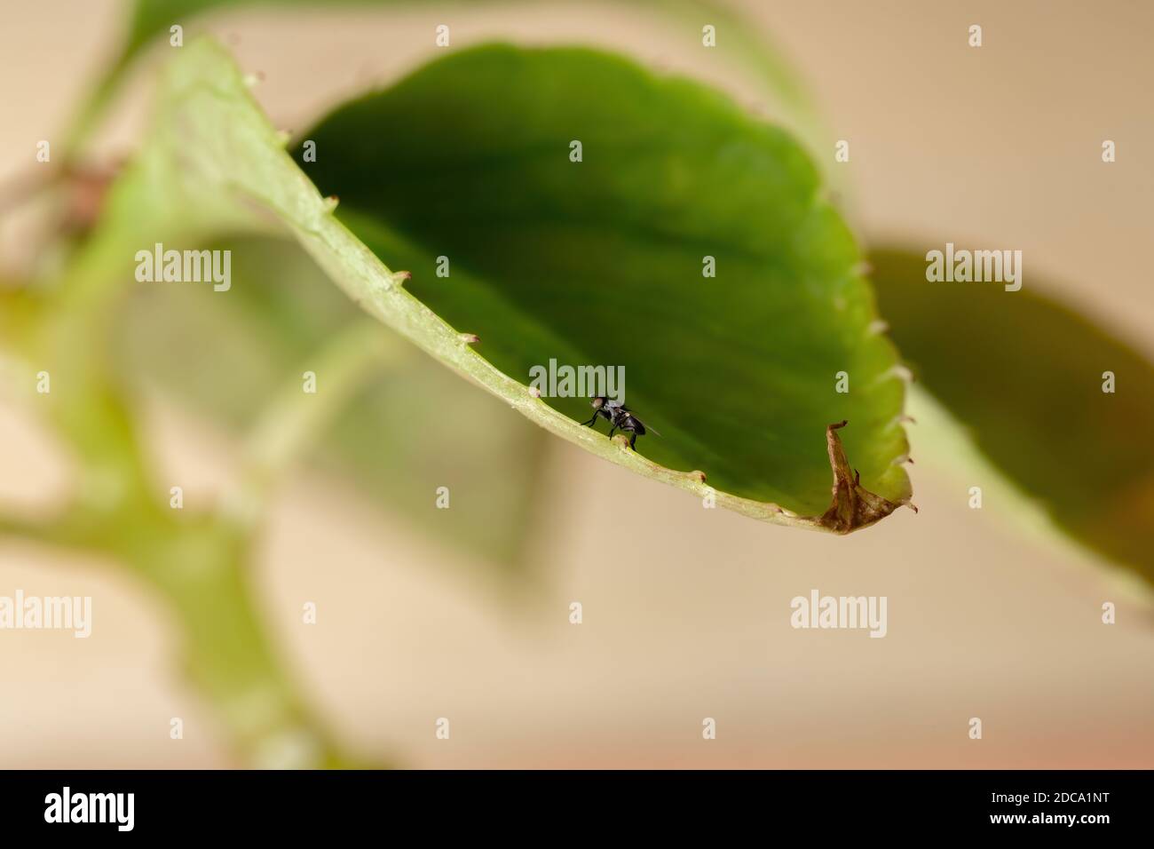 Busy Lizzie Leaf with a Small Acalyptrate Fly Stock Photo
