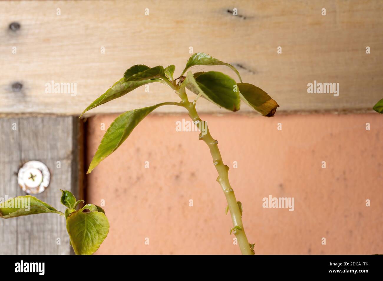 Busy Lizzie Leaves of the species Impatiens walleriana Stock Photo