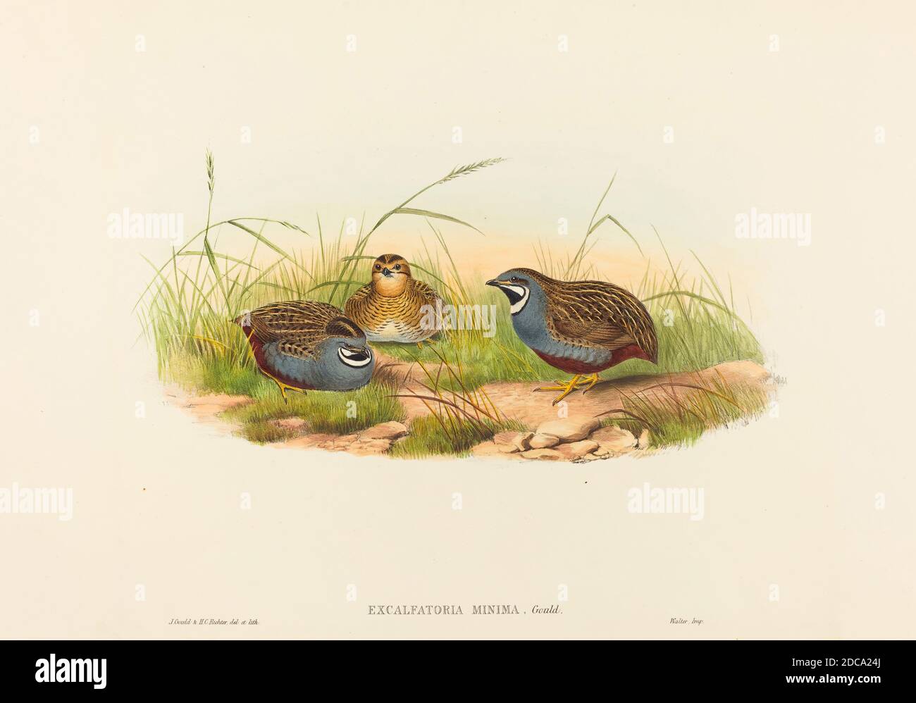 H.C. Richter, (artist), British (?), active 1841 - active c. 1881, John Gould, (artist), British, 1804 - 1881, Excalftoria minima (Blue-breasted Quail), hand-colored lithograph Stock Photo