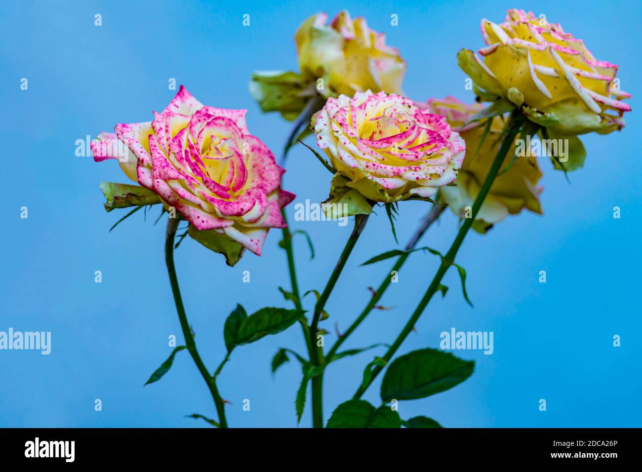 Yellow Bush Rose High Resolution Stock Photography and Images - Page 15 -  Alamy