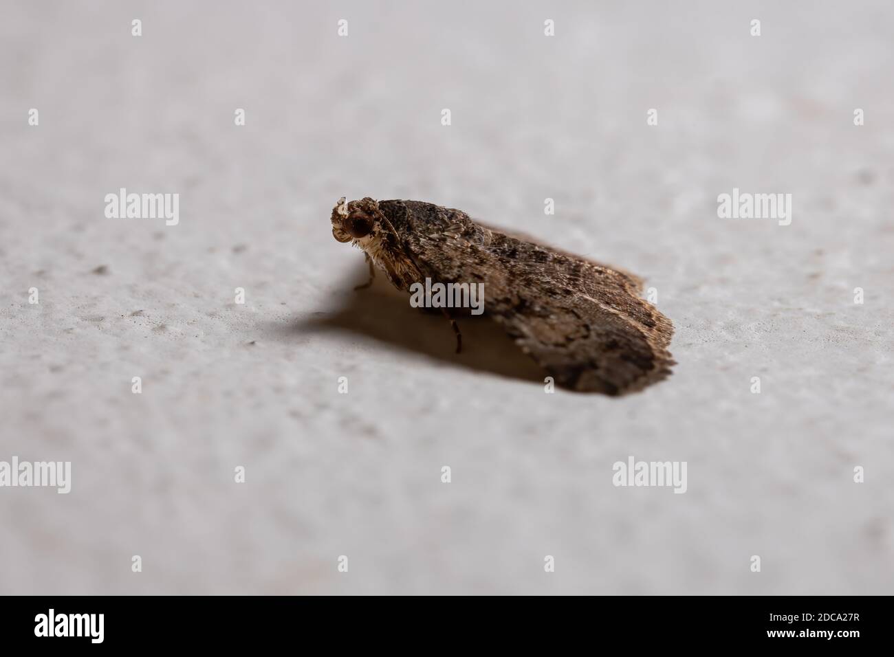 Underwing moth of the Family Erebidae in the wall Stock Photo