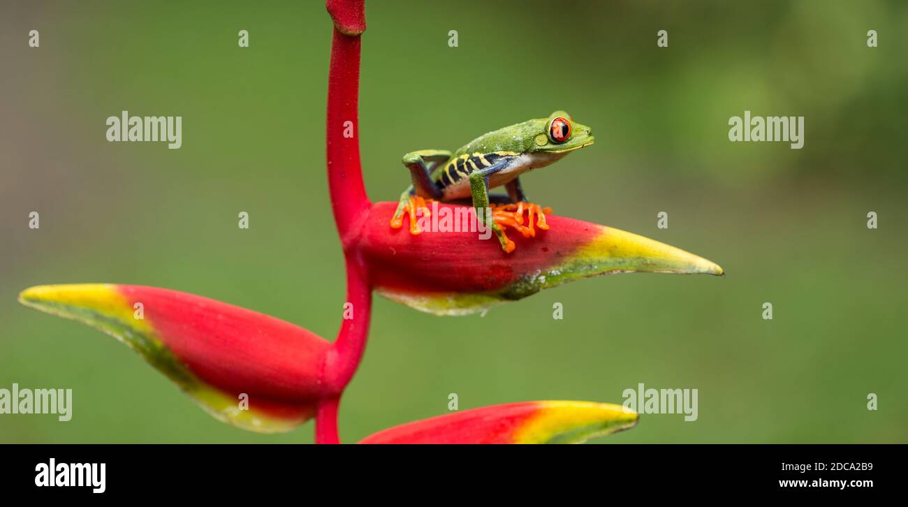A Red-eyed Leaf Frog, Agalychnis calladryis, on a lobster claw heliconia in the Selva Verde Reserve in the rainforest of Costa Rica. Stock Photo
