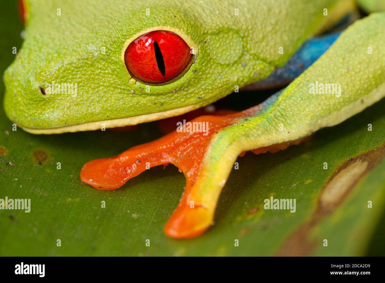 The bright red eye and orange toes of a Red-eyed Leaf Frog in Costa Rica. Stock Photo
