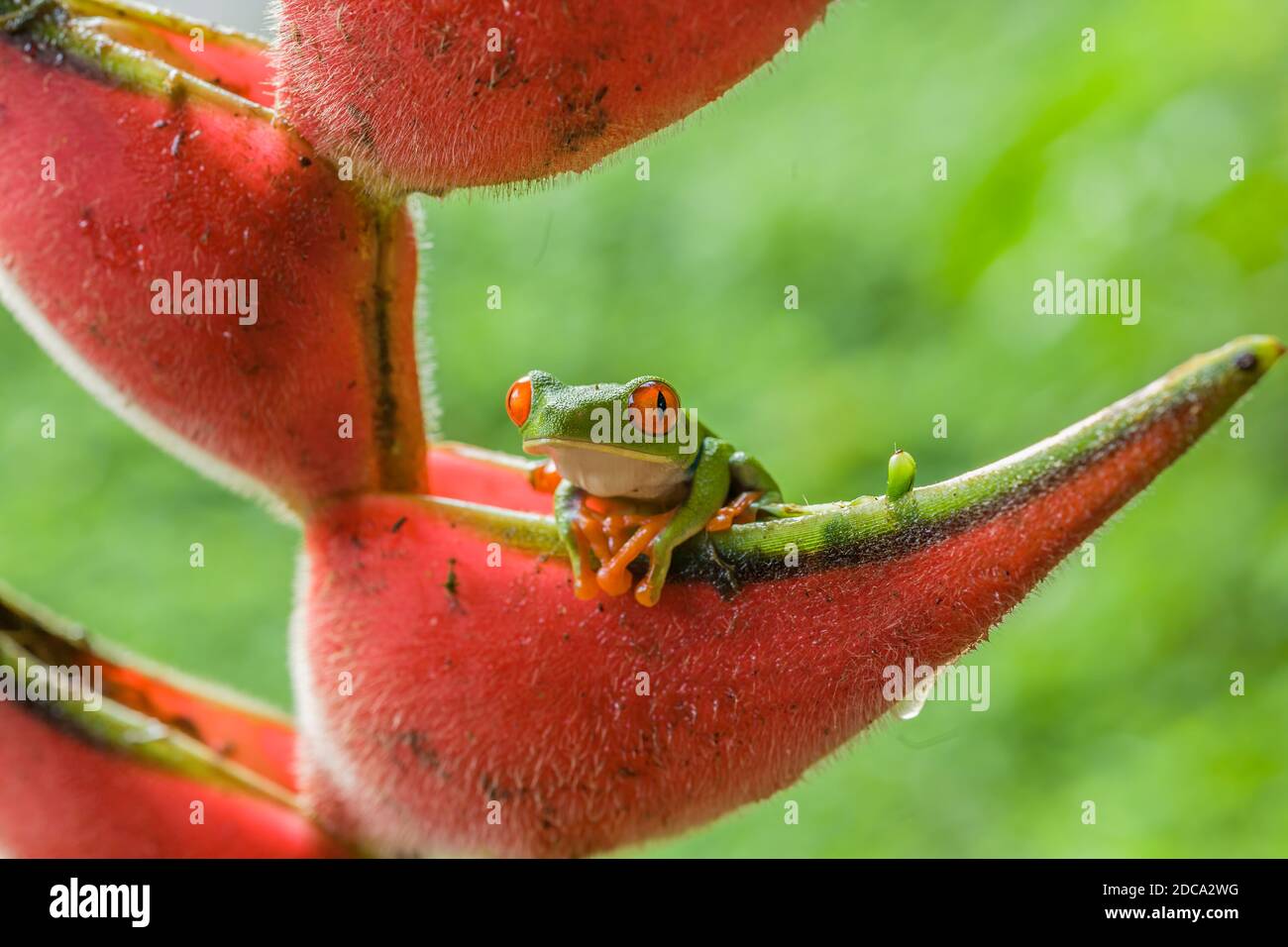 A Red-eyed Leaf Frog, Agalychnis calladryis, on a lobster claw heliconia in the Selva Verde Reserve in the rainforest of Costa Rica. Stock Photo