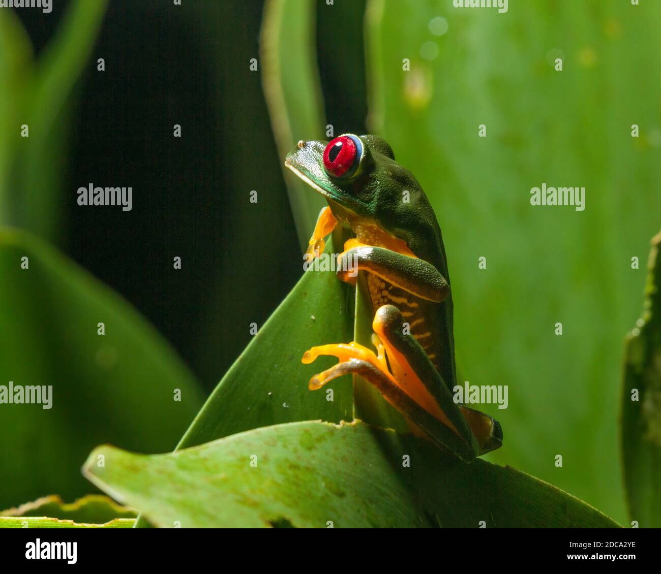 A Redeyed Leaf Frog, Agalychnis callidryas, on a heliconia leaf at