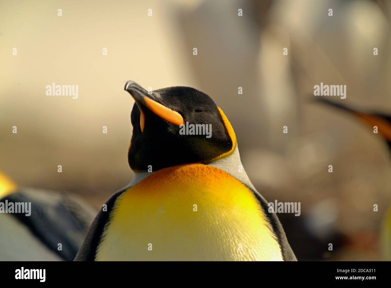 This is a close-up shot of a sleeping king penguin. Stock Photo