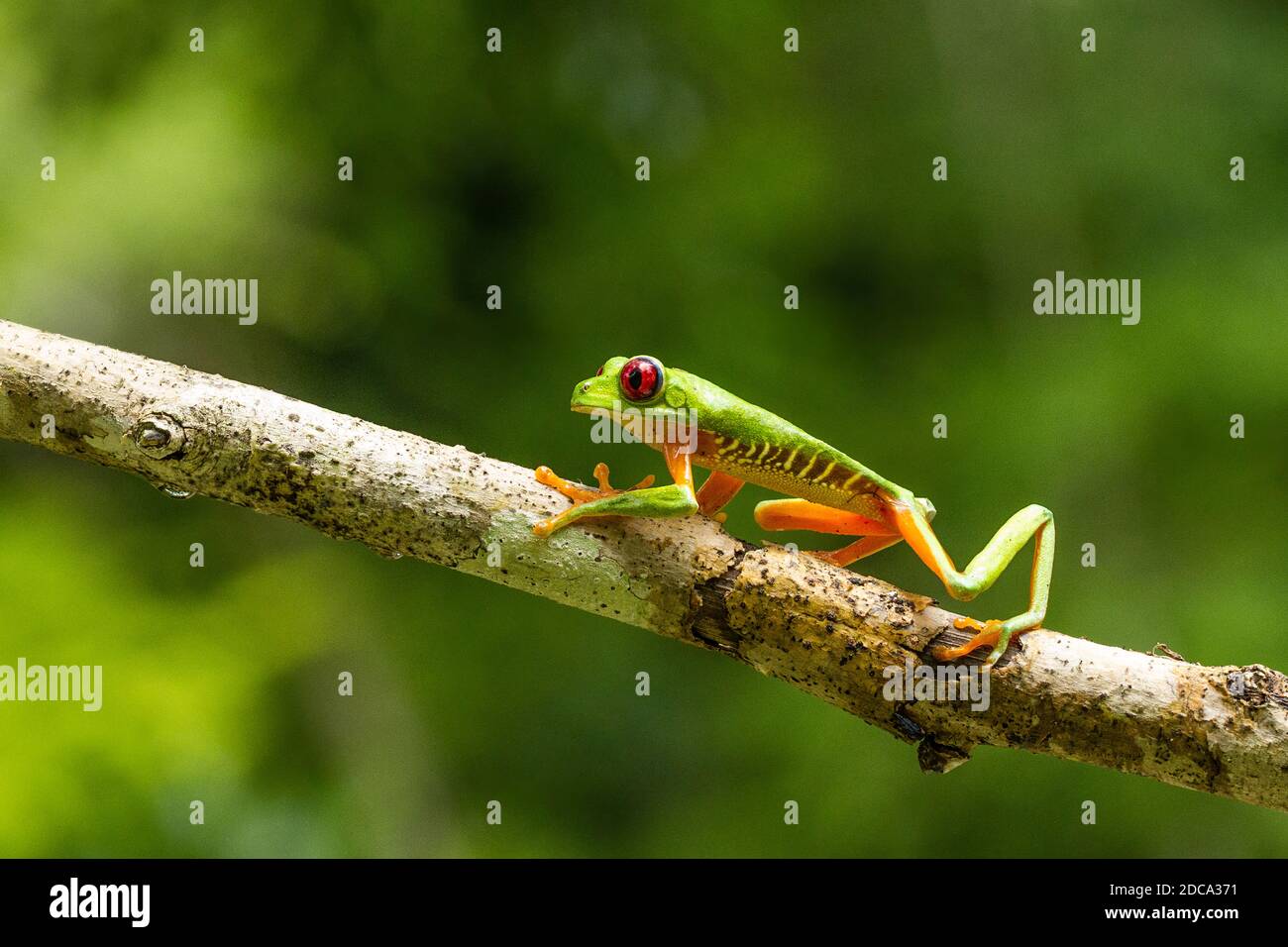 A Red-eyed Tree Frog or Red-eyed Leaf Frog, Agalychnis callidryas, crawling on a branch in the tropical rainforest of Costa Rica. Stock Photo