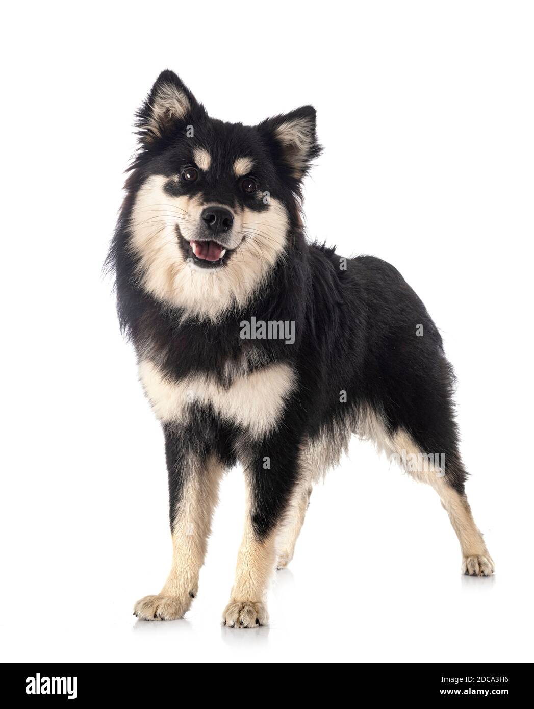 Finnish Lapphund in front of white background Stock Photo - Alamy