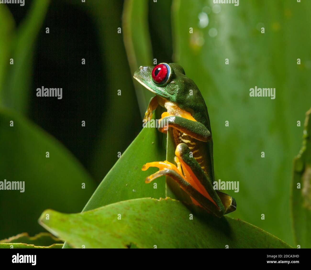 A Red-eyed Leaf Frog, Agalychnis callidryas, on a heliconia leaf at