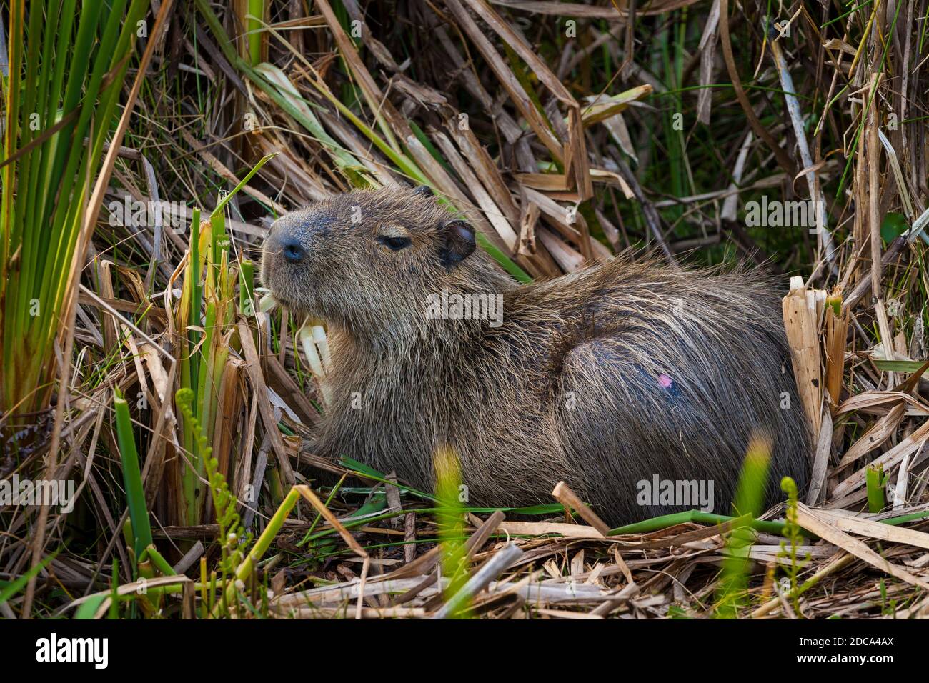 Capybara, Hydrochaeris hydrochaeris, beside a pond in Soberania national park, Republic of Panama. Stock Photo