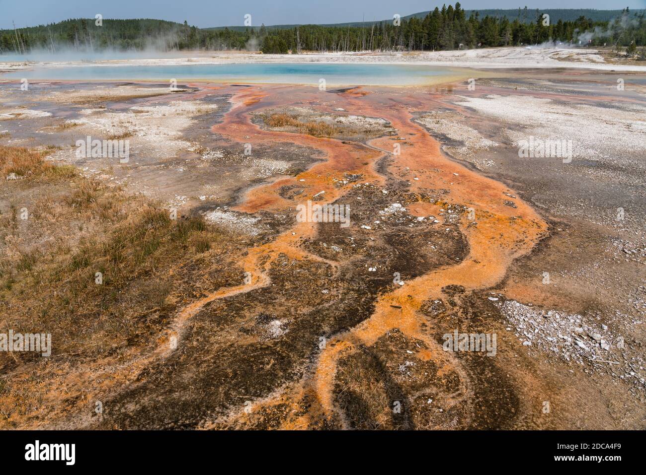 Hot water with a mat of colorful thermophilic bacteria drains from the Rainbow Pool as steam rises in the Black Sand Basin of Yellowstone National Par Stock Photo