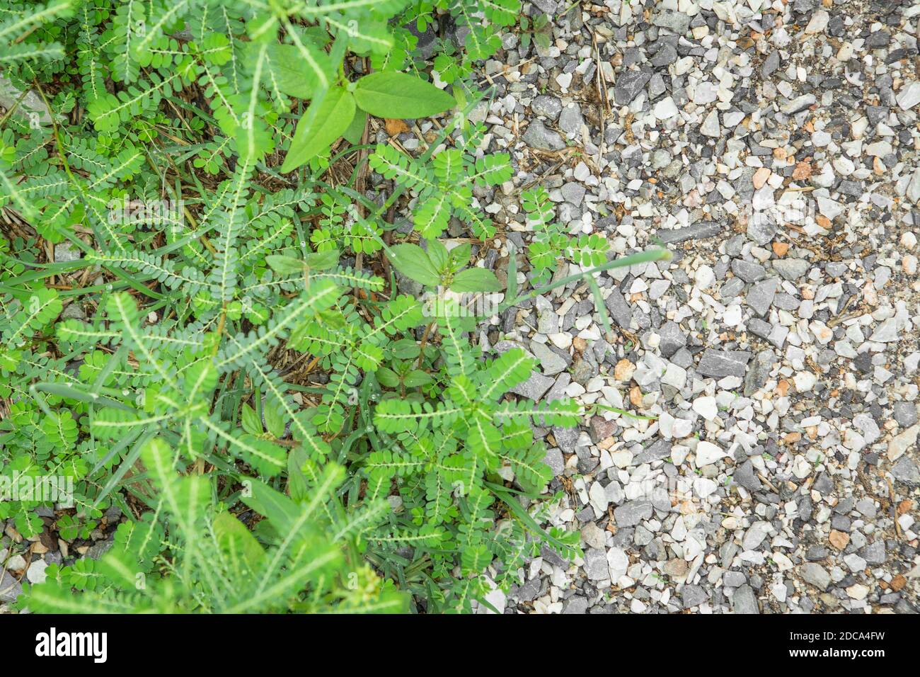 Grass on the gravel texture background Stock Photo Alamy
