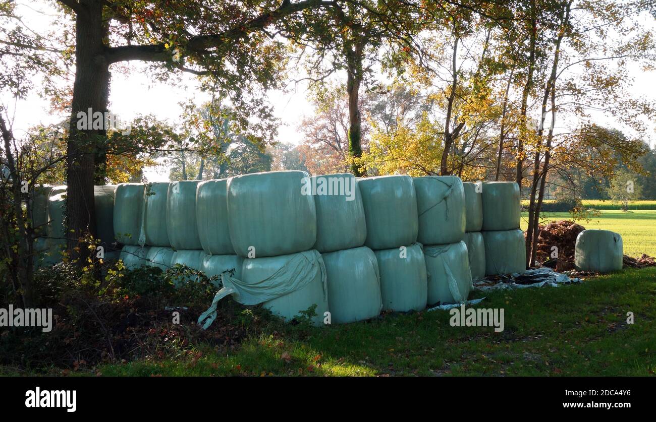 Agricultural landscape with stacks of hay rolls in blue-green plastic. Cereal bale of hay wrapped in foil. Grass harvesting. Season Stock Photo