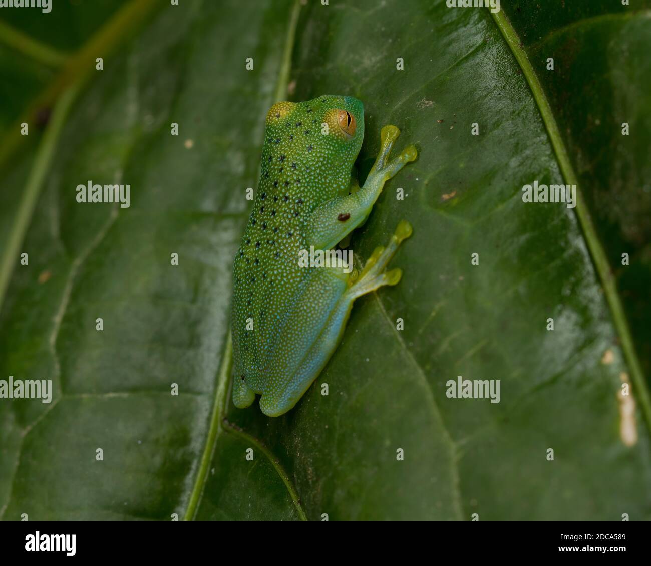 The Granulated Glass Frog, Cochranella granulosa, is primarily a