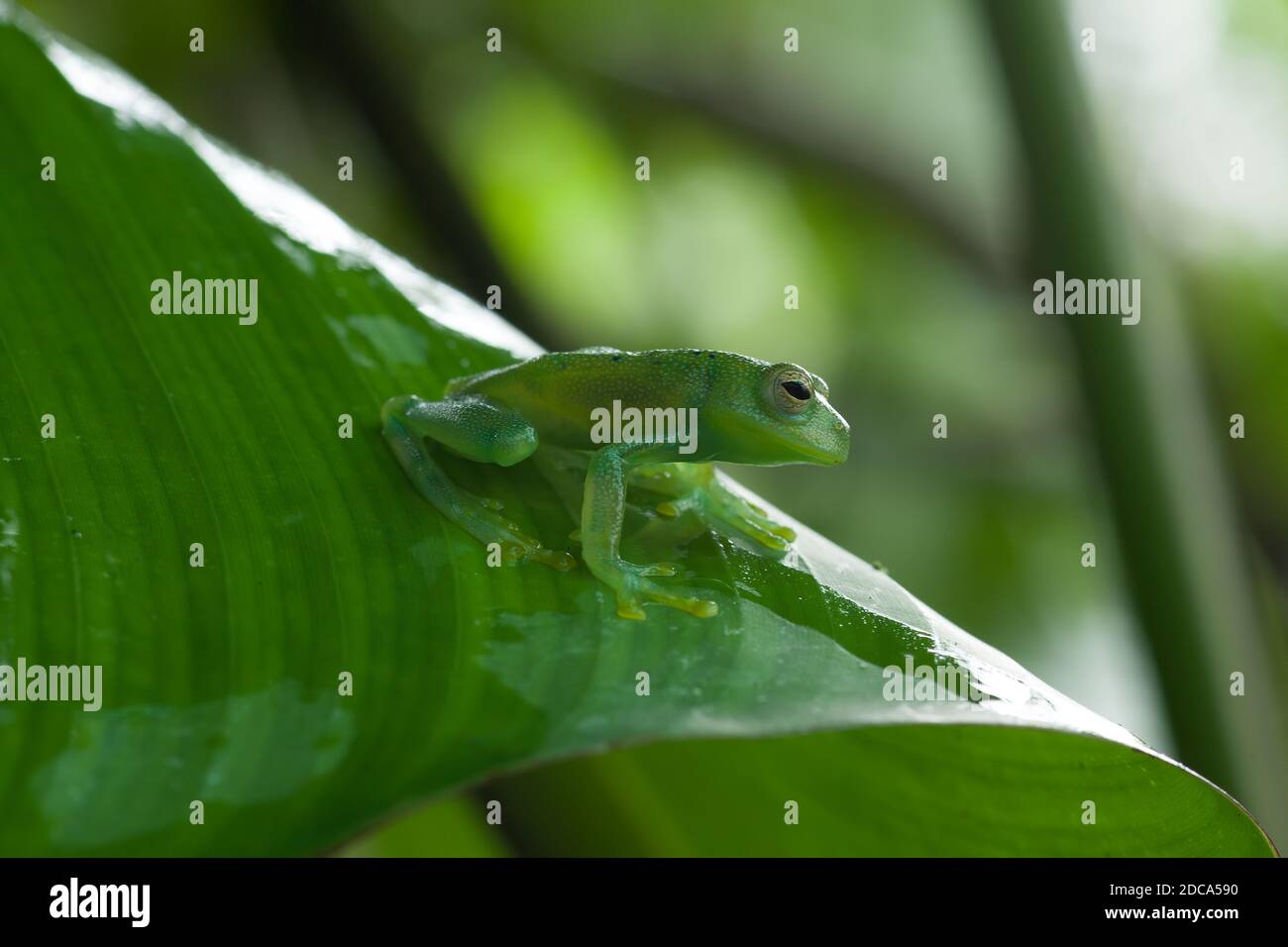 The Granular Glass Frog, Cochranella granulosa , is a small, nocturnal