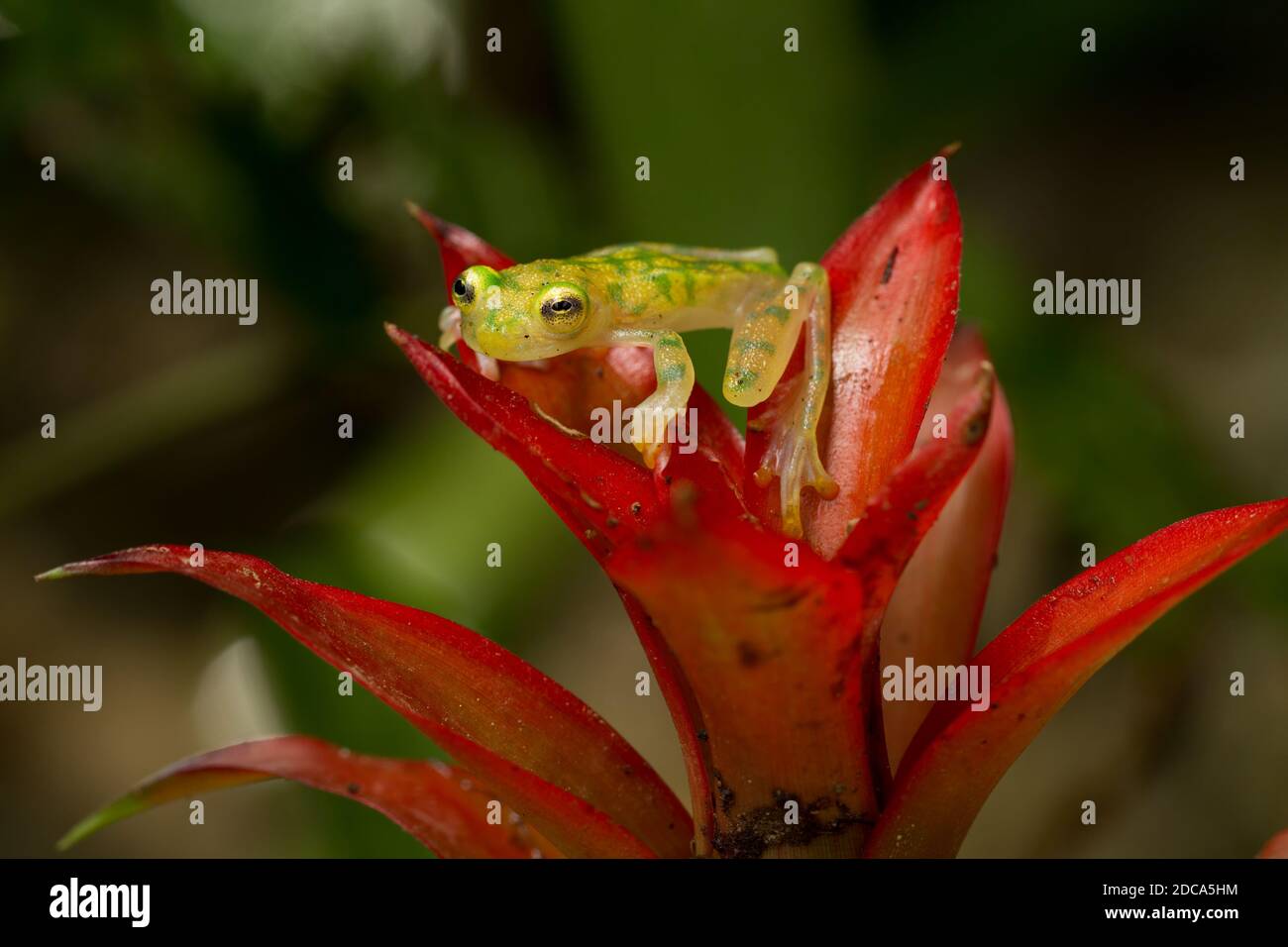 The Reticulated Glass Frog, Hyalinobatrachium valerioi, is a nocturnal