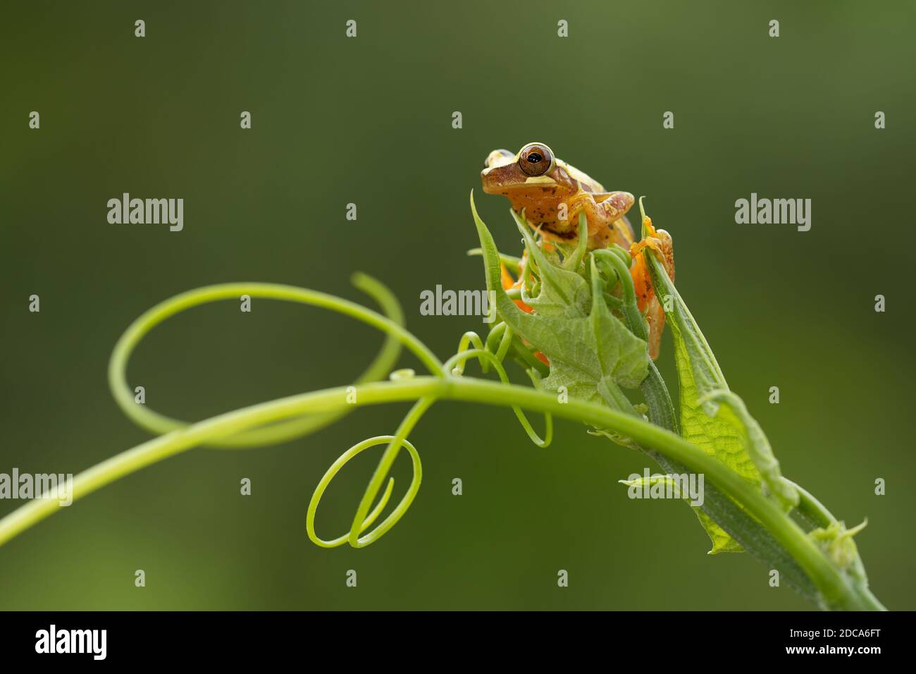 Hourglass Treefrog, Dendropsophus ebraccatus, is a nocturnal tree frog found in tropical rainforests from Mexico to Ecuador.  Photographed in Costa Ri Stock Photo