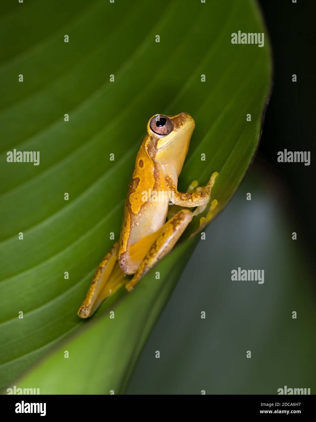 Hourglass Treefrog, Dendropsophus ebraccatus, on a banana leaf in Costa Rica. Stock Photo