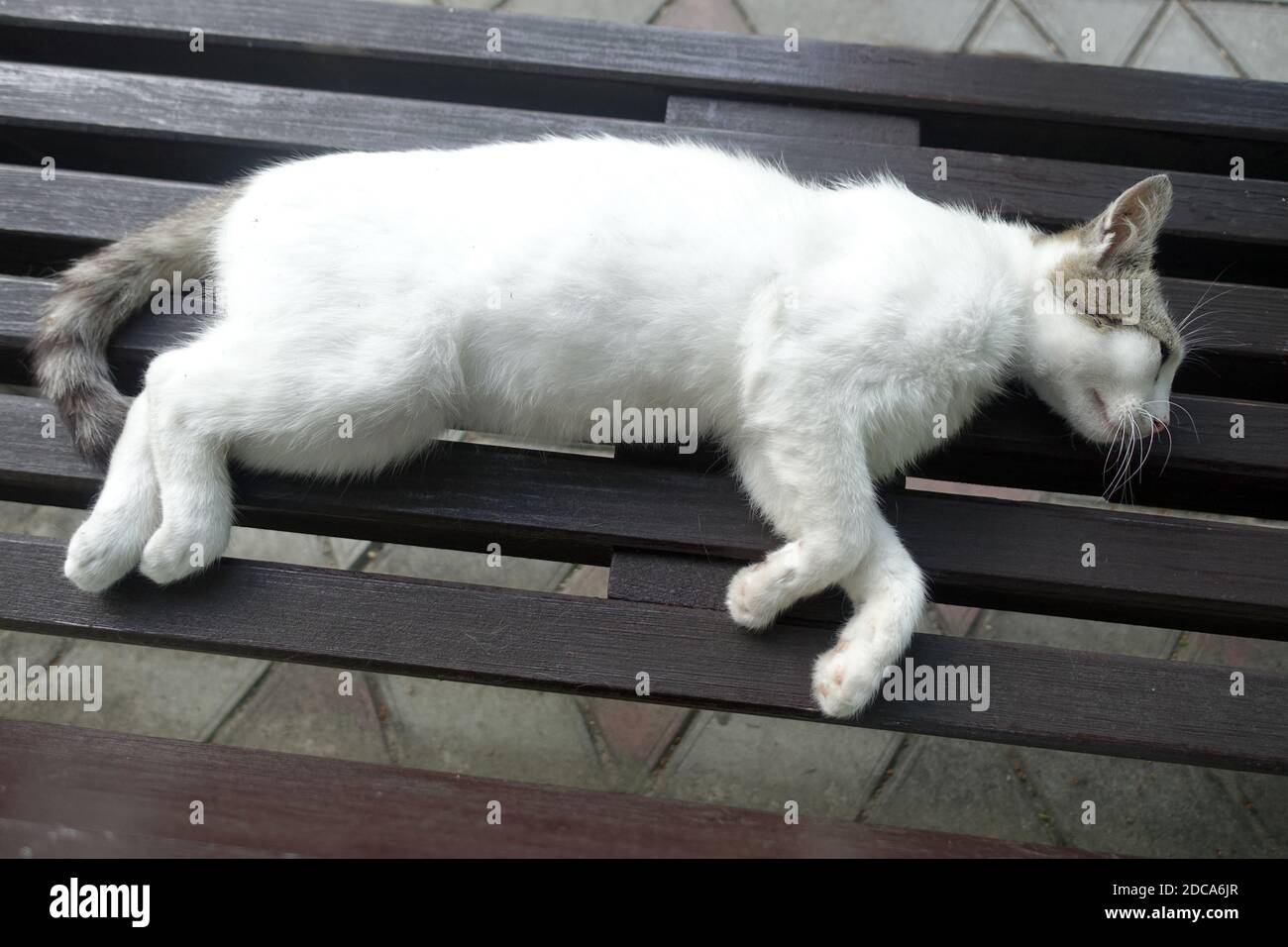 White cat resting on bench in park Stock Photo - Alamy