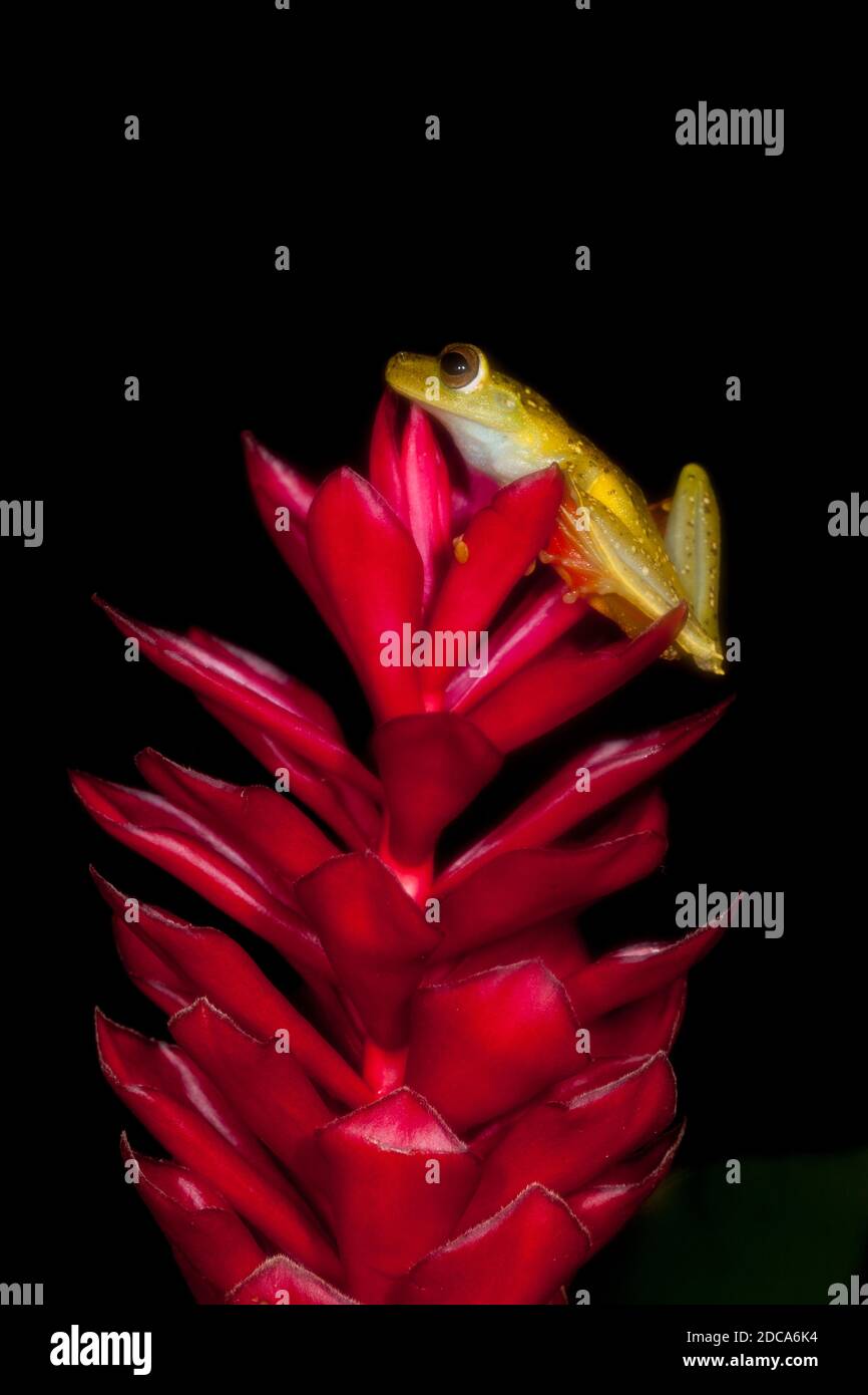 The Scarlet-webbed or Red-webbed Tree Frog on a red ginger flower in Tortuguero National Park in Costa Rica. Stock Photo