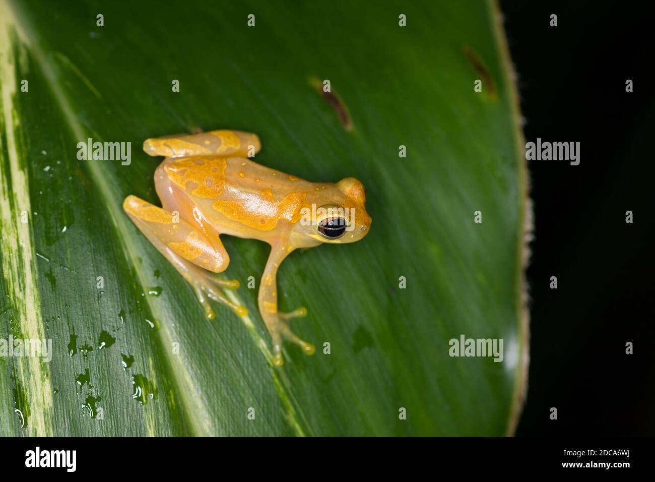 Hourglass Treefrog, Dendropsophus ebraccatus, on a leaf in Costa Rica. Stock Photo