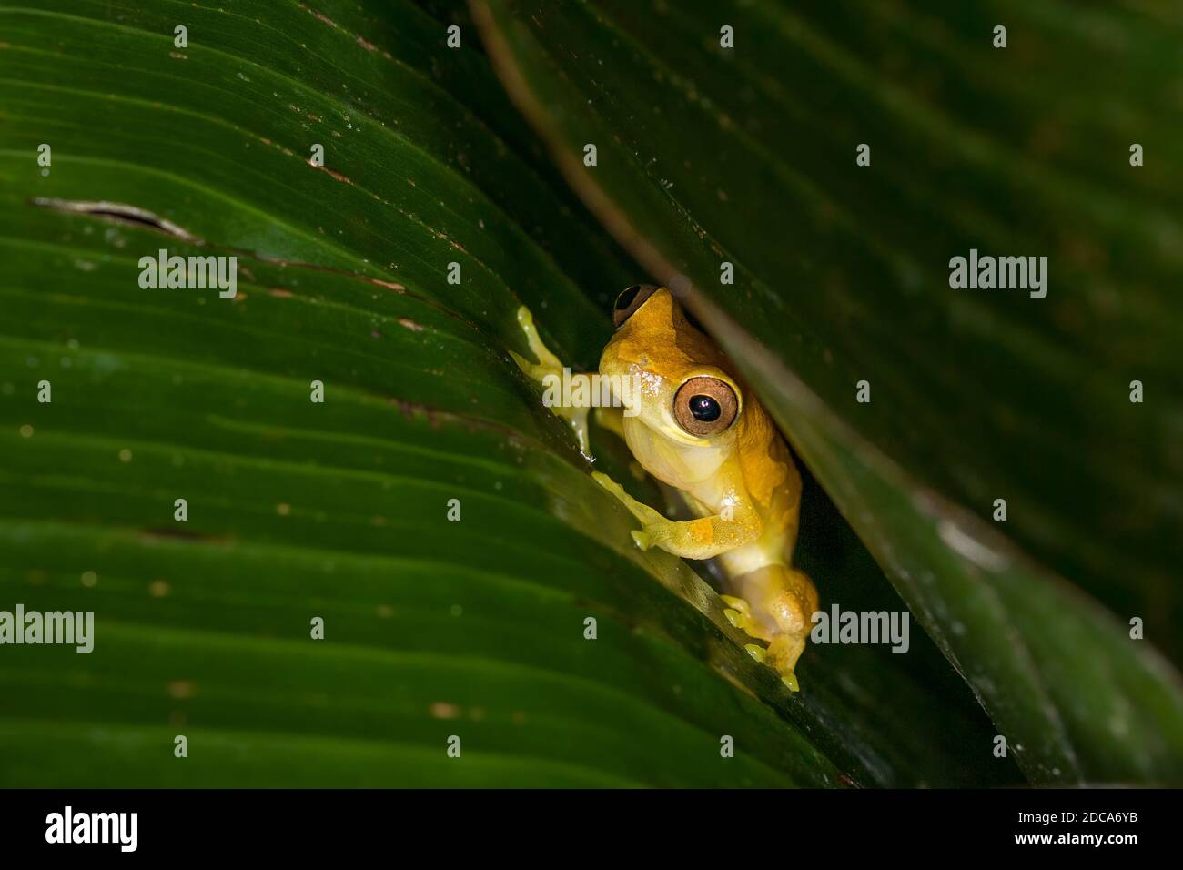 Hourglass Treefrog, Dendropsophus ebraccatus, hiding under a leaf in Costa Rica. Stock Photo