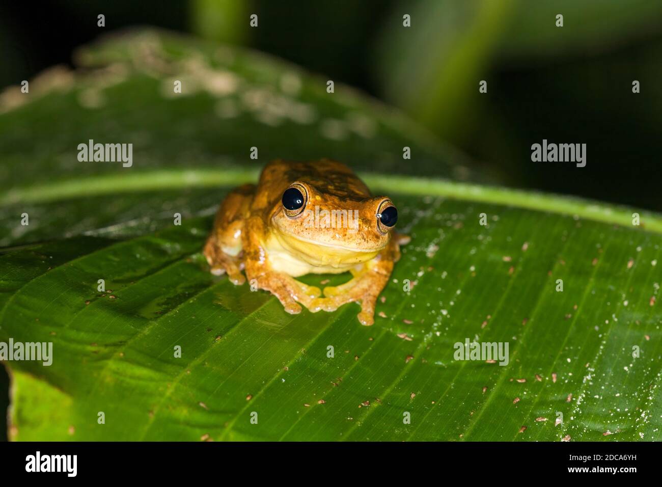 Loquacious Tree Frog or Mahogany Treefrog, Tlalocohyla loquax, on a leaf in Costa Rica. Stock Photo