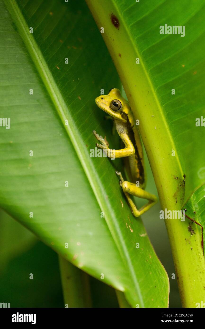 A Meadow Frog hiding between leaves in the rainforest of Costa Rica. Stock Photo
