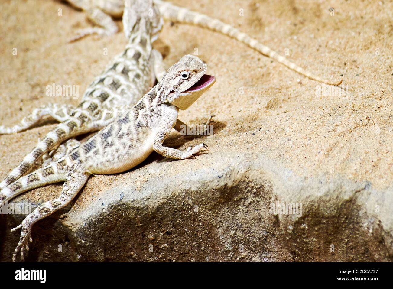 Smiling sand lizard crawling on the stone and looking on you with a smile jaws. Animals in the wild, desert backgrounds Stock Photo