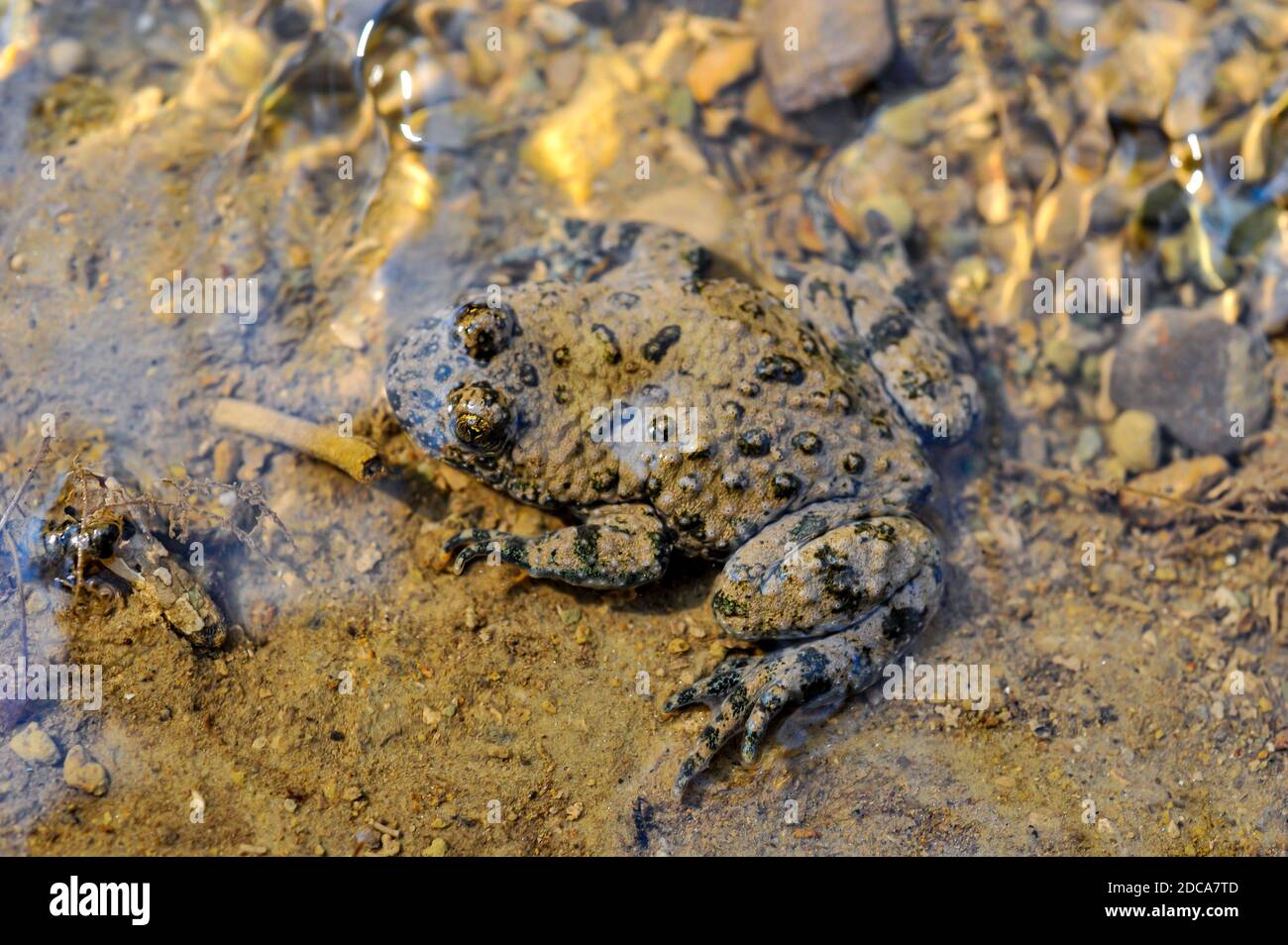 yellowbellied toad (bombina variegata Stock Photo Alamy