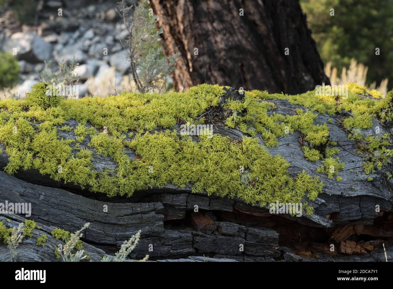 Wolf lichen, a filamentous lichen, commonly grows on the bark of both living and dead conifers in Yellowstone National Park, Wyoming, USA. Stock Photo