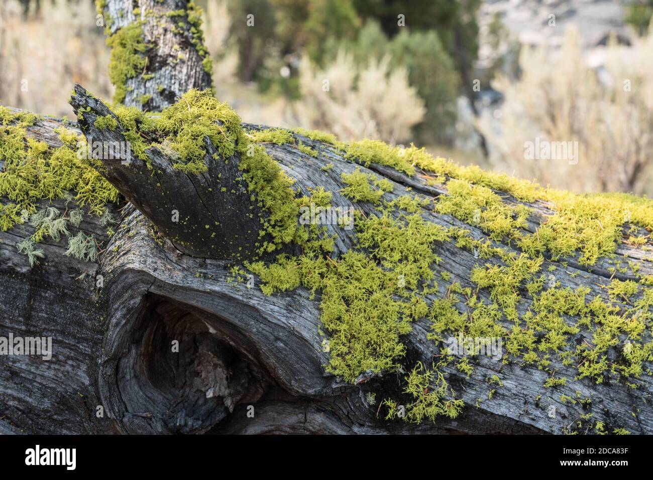 Wolf lichen, a filamentous lichen, commonly grows on the bark of both living and dead conifers in Yellowstone National Park, Wyoming, USA. Stock Photo