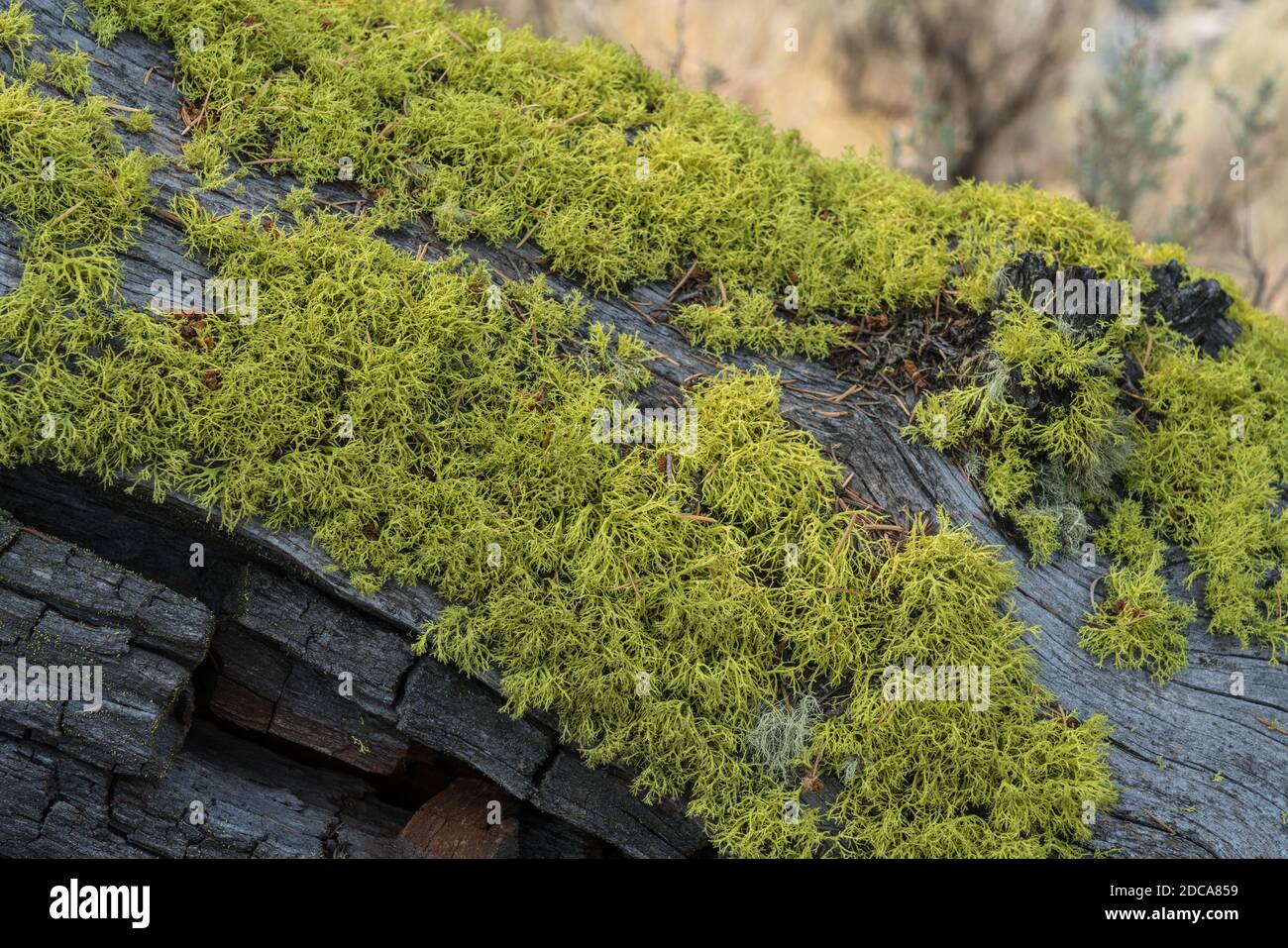 Wolf lichen, a filamentous lichen, commonly grows on the bark of both living and dead conifers in Yellowstone National Park, Wyoming, USA. Stock Photo
