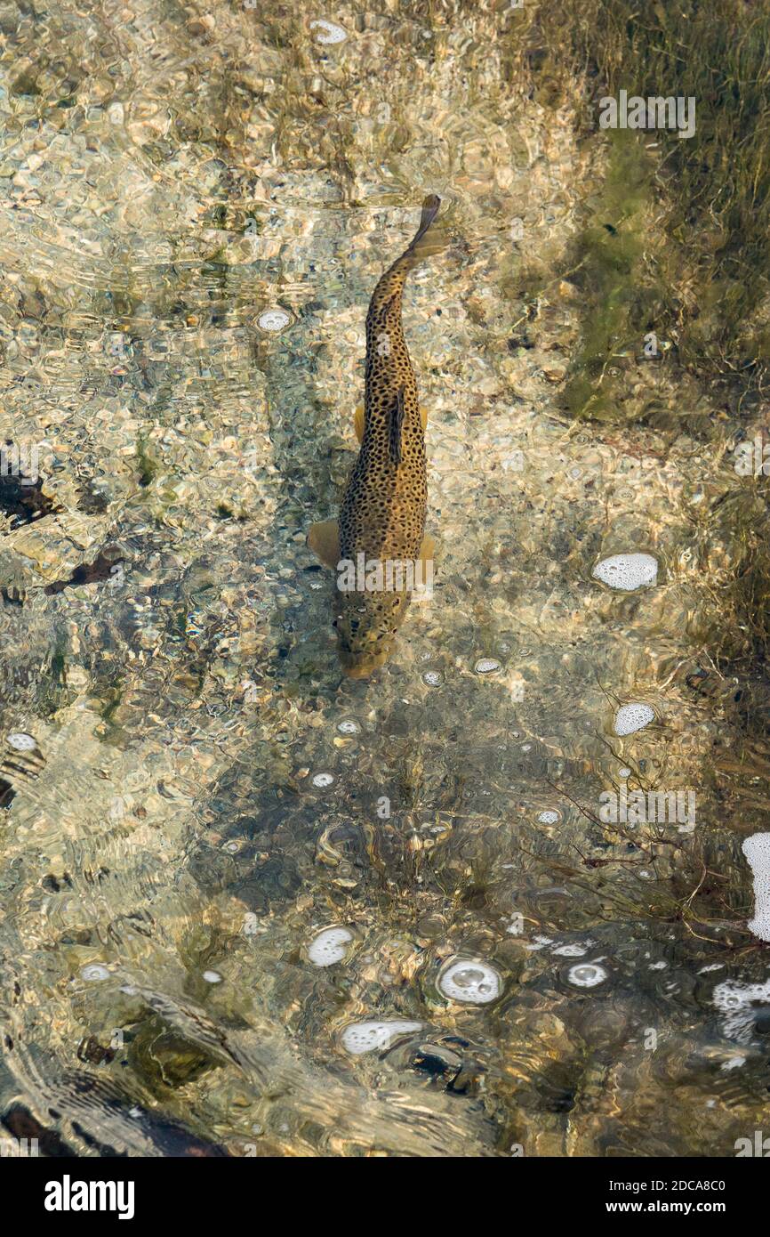A Yellowstone cutthroat trout, Oncorhynchus clarkii bouvieri, trout in the Firehole River in Yellowstone National Park, Wyoming, USA. Stock Photo