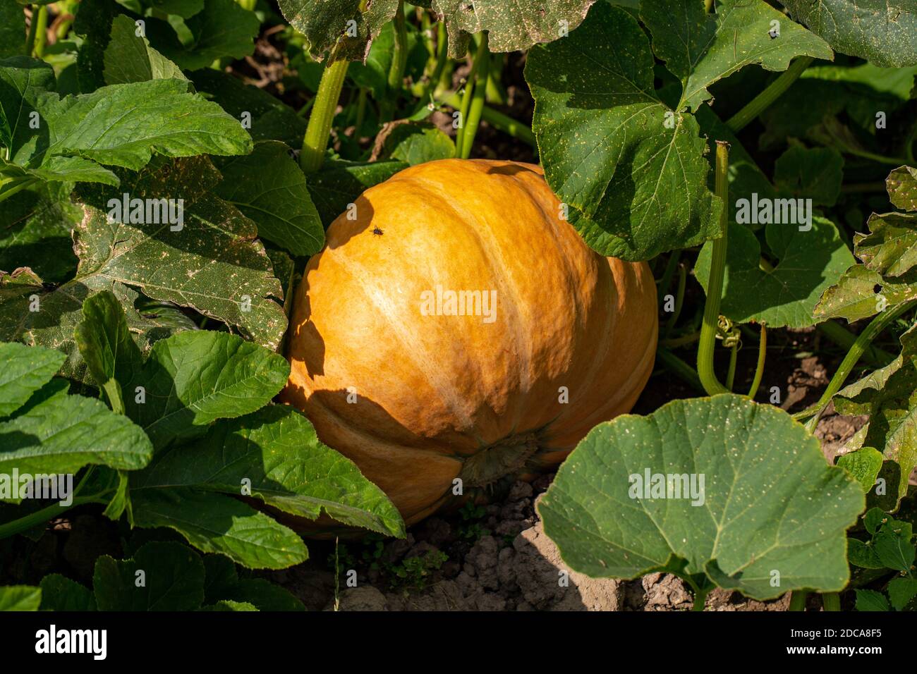 Yellow ripe pumpkins lying on ground in garden Stock Photo - Alamy