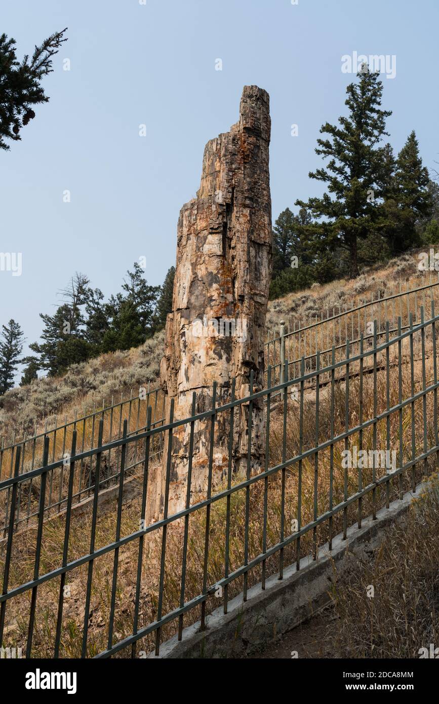 A 50 million-year old petrified redwood tree standing in Yellowstone National Park in Wyoming, USA. Stock Photo
