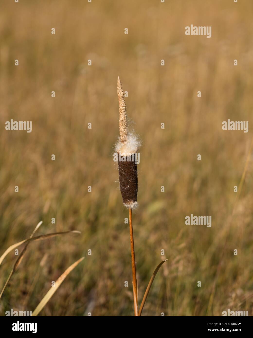 A cattail or bulrush going to seed along the course of  Myriad Creek in Yellowstone National Park in Wyoming, USA. Stock Photo