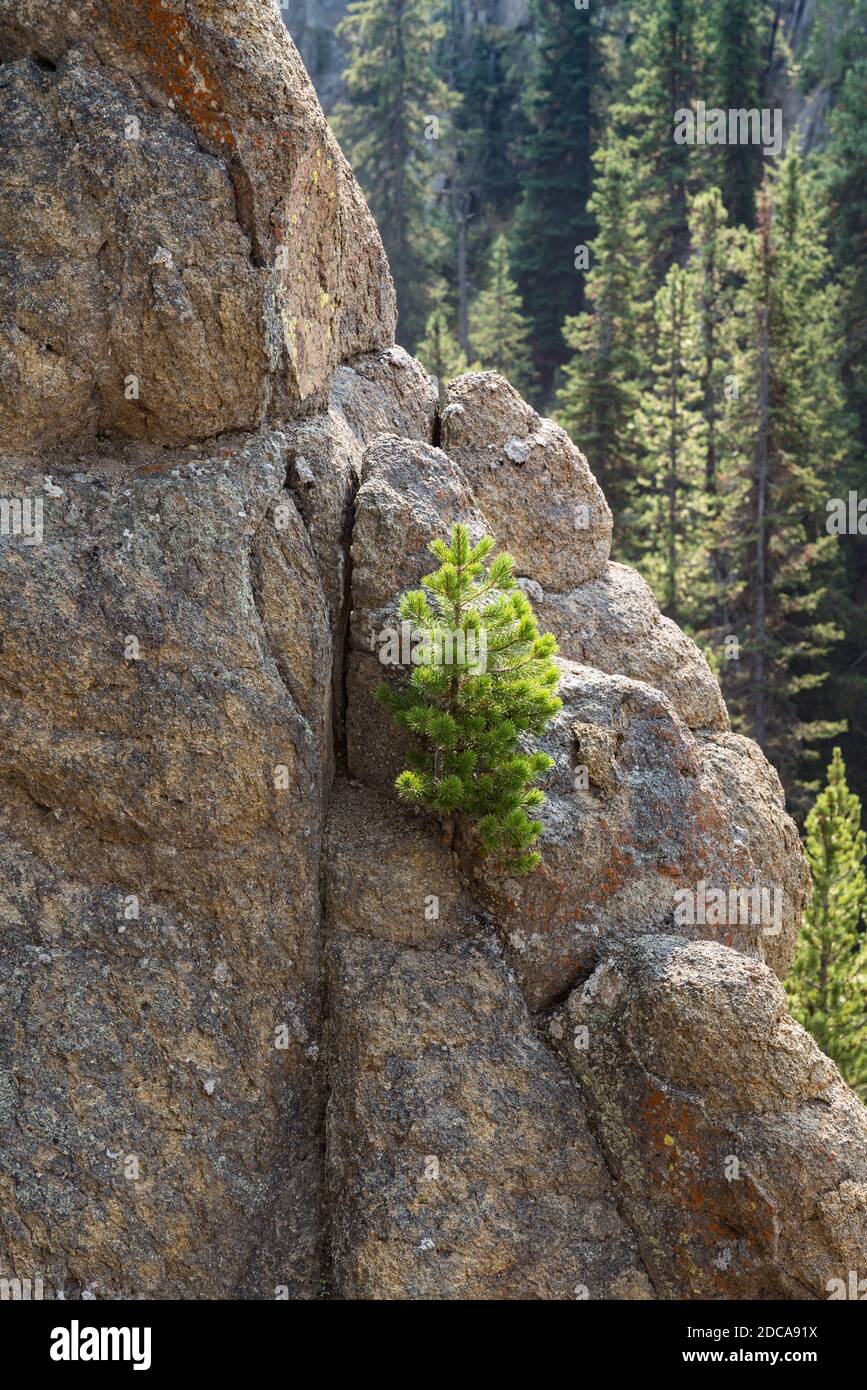 A small lodgepole pine growing from a crack in the rock in the wall over the Gibbon Canyon in Yellowstone National Park, Wyoming, USA. Stock Photo