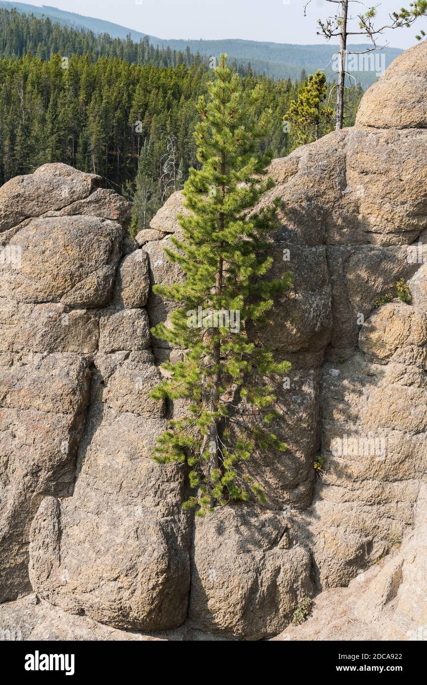 A small lodgepole pine growing from a crack in the rock in the wall over the Gibbon Canyon in Yellowstone National Park, Wyoming, USA. Stock Photo