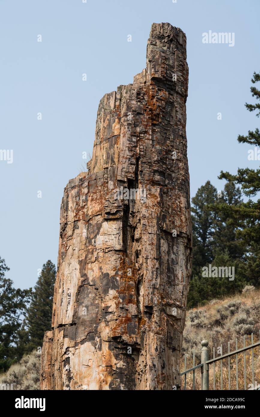 A 50 million-year old petrified redwood tree standing in Yellowstone National Park in Wyoming, USA. Stock Photo