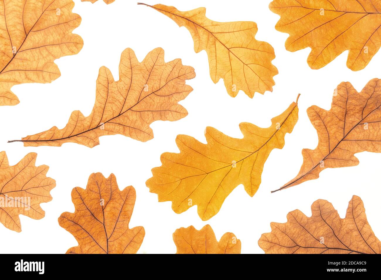 Autumn yellow oak leaves on white background, fall wallpaper. Top view Flat lay. Stock Photo