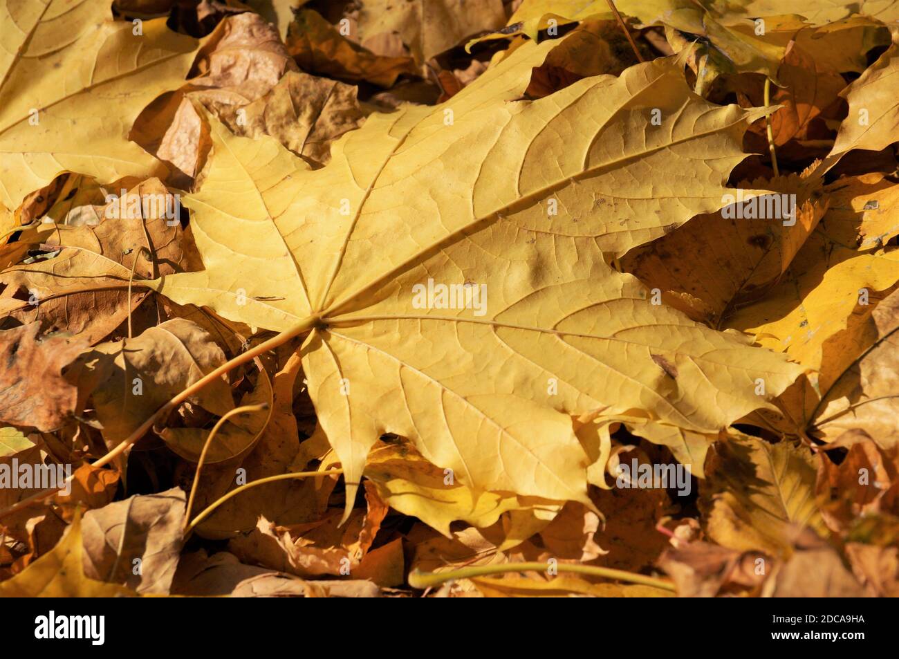 two fallen maple leaves in the foreground Stock Photo