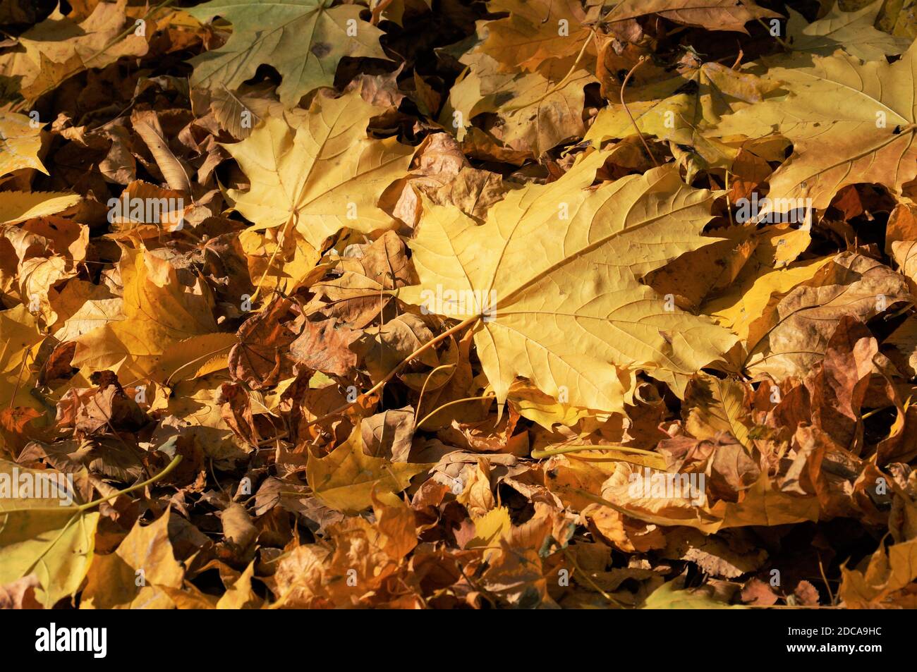 Two beautiful maple leaves hi-res stock photography and images - Alamy